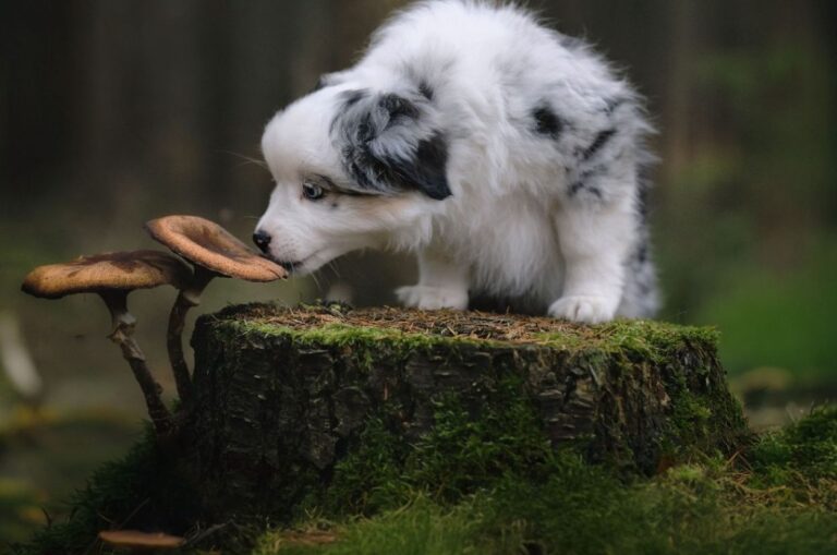 chien danger des champignons