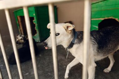 76 chiens découverts