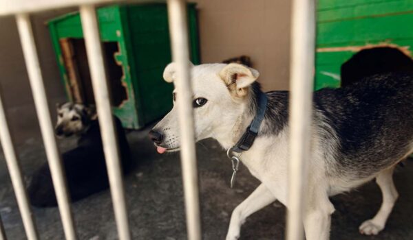 76 chiens découverts