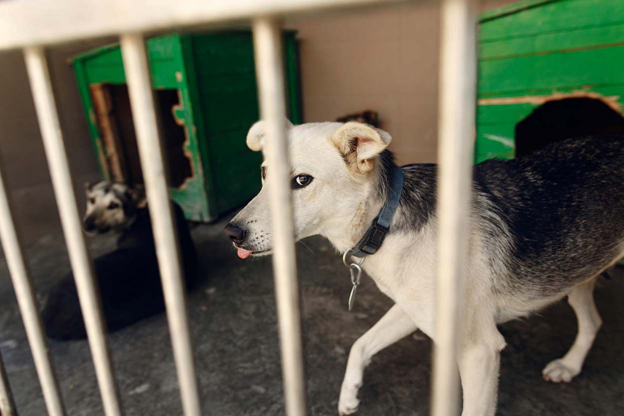 76 chiens découverts