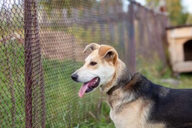 attaque de chien à outreau