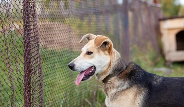attaque de chien à outreau