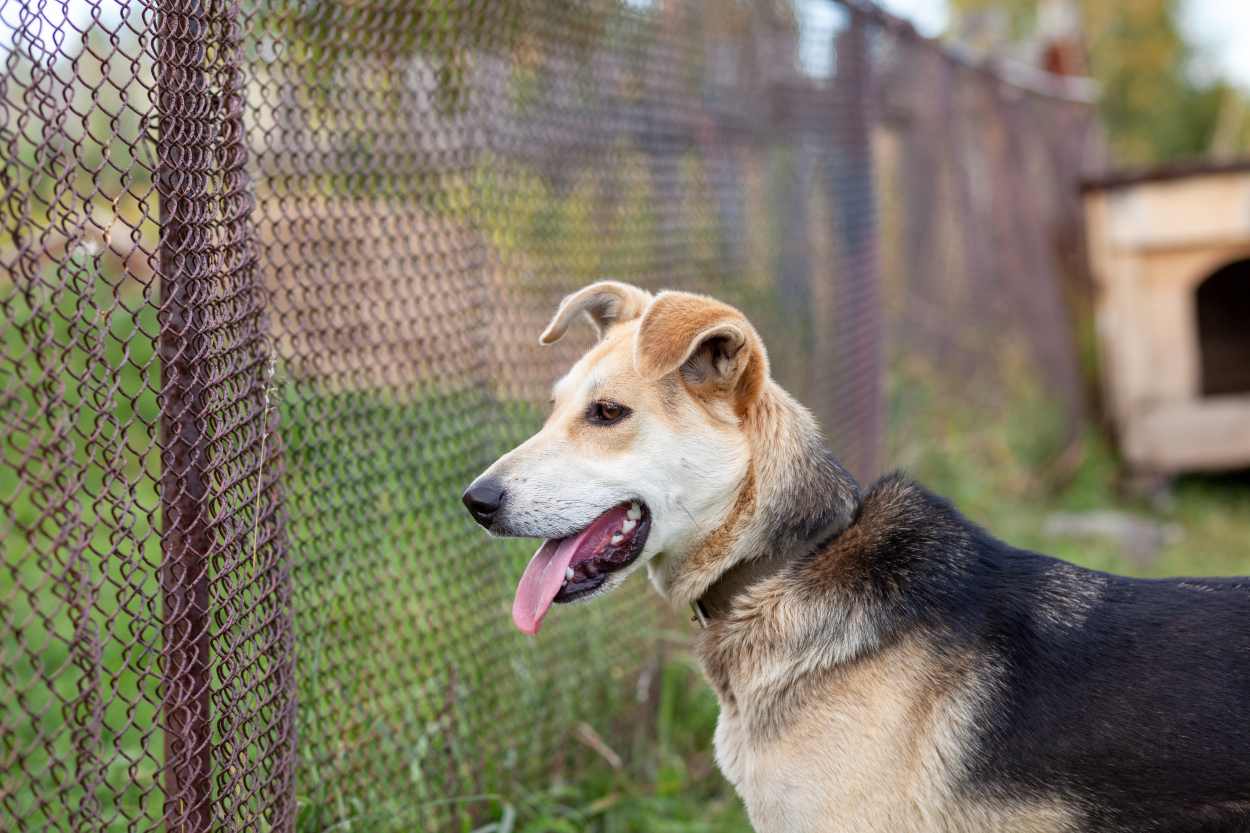 attaque de chien à outreau