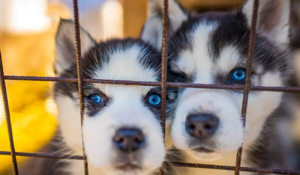 chateauroux le maire s'oppose au salon du chiot