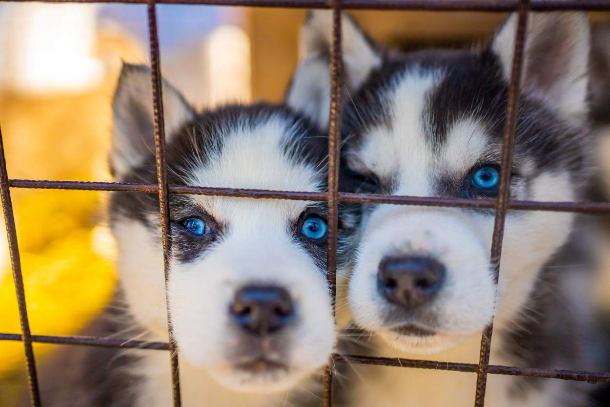 chateauroux le maire s'oppose au salon du chiot