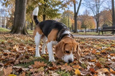 chien qui a avalé un mégot