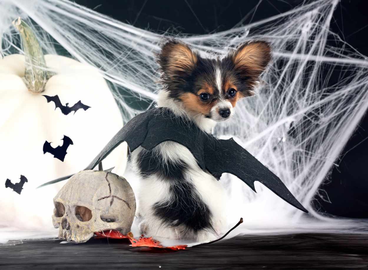 déguisement chien souris