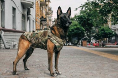 chien de guerre cloné