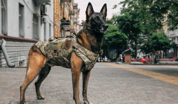 chien de guerre cloné