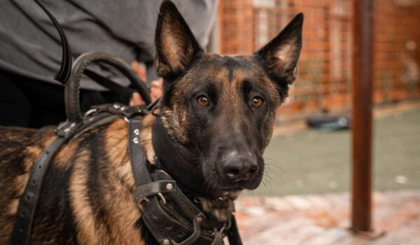 décret concernant les chiens de sécurité