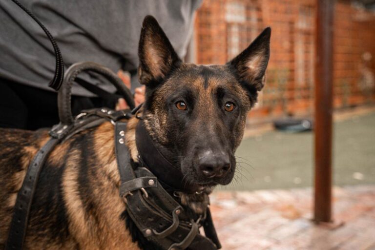 décret concernant les chiens de sécurité