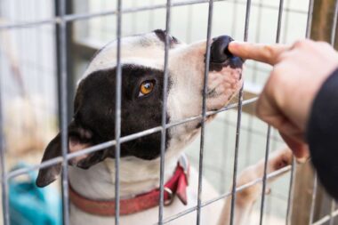 chien en refuge risque d'euthanasie