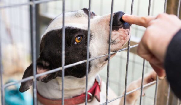 chien en refuge risque d'euthanasie