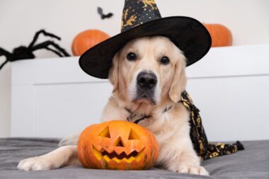 chien précautions à prendre à halloween
