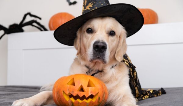 chien précautions à prendre à halloween