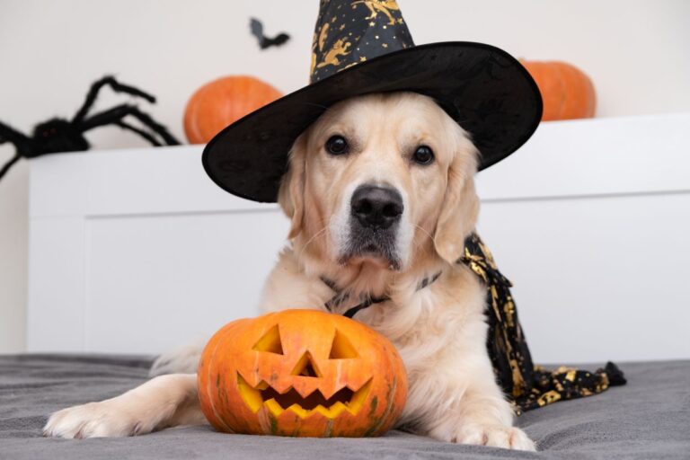 chien précautions à prendre à halloween