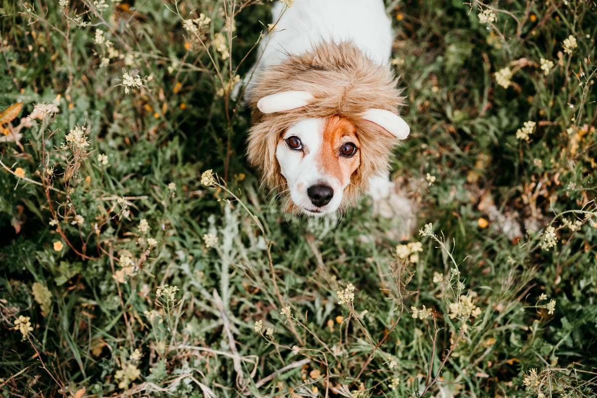 chien lion déguisement