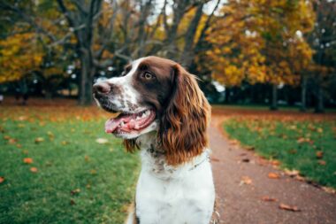 chien parc paris