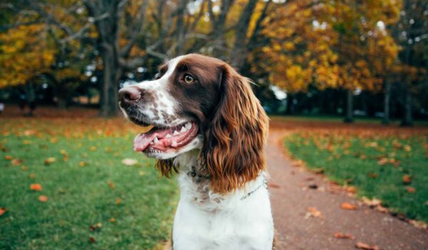 chien parc paris