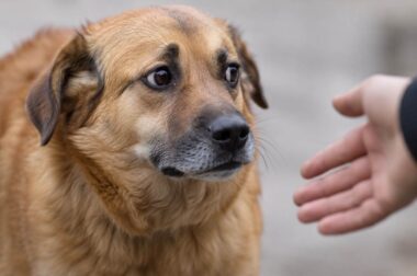 chien qui peut mordre