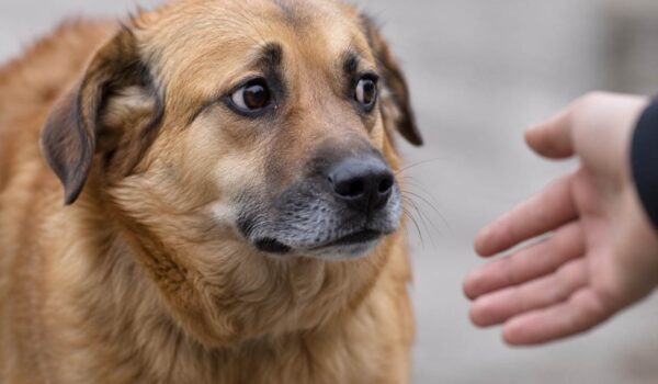 chien qui peut mordre