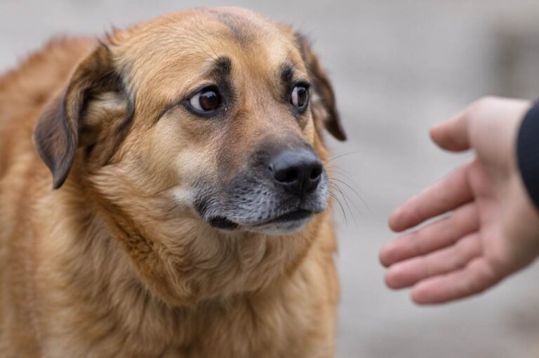 chien qui peut mordre
