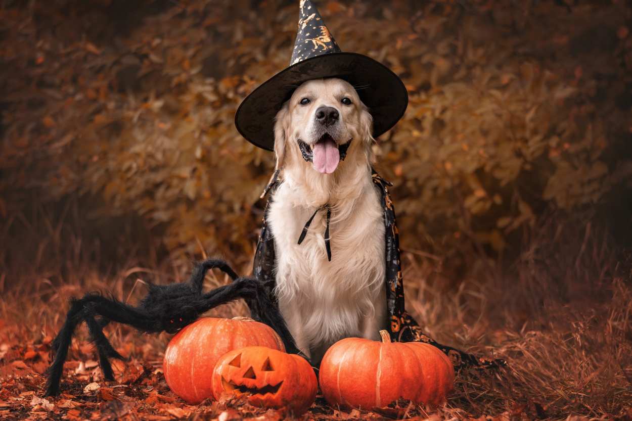 déguisement chien sorcière