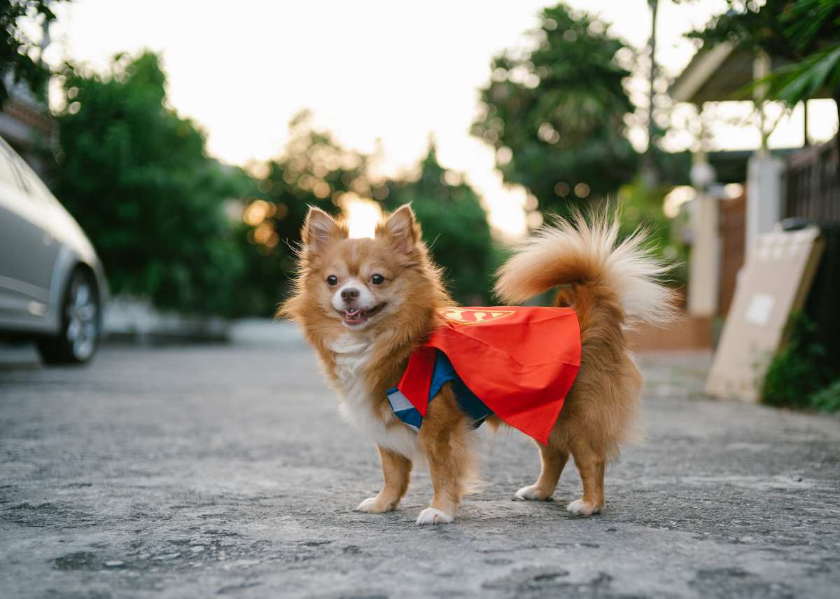 déguisement chien super heros