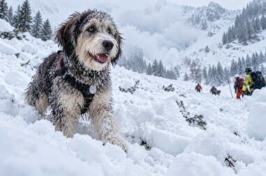 chien qui survit à une avalanche