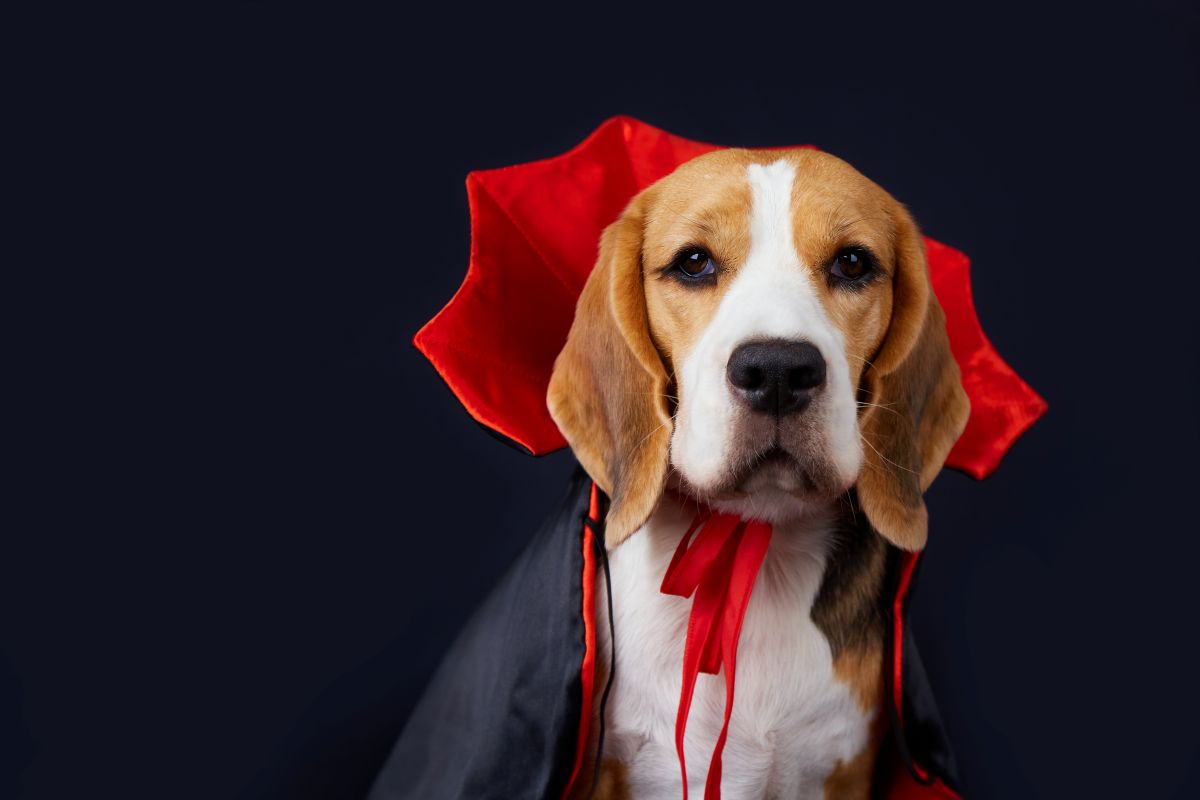 chien vampire costume