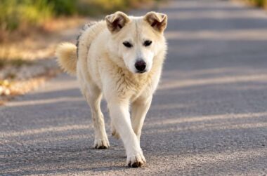 chienne diya