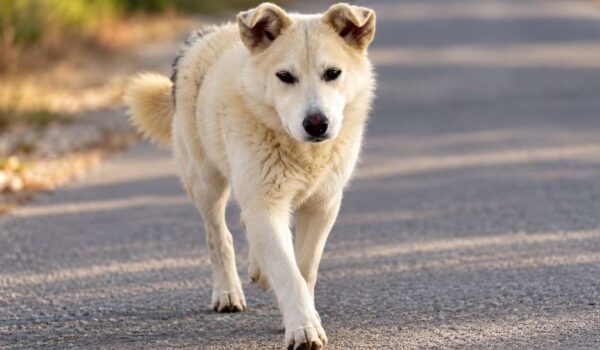 chienne diya