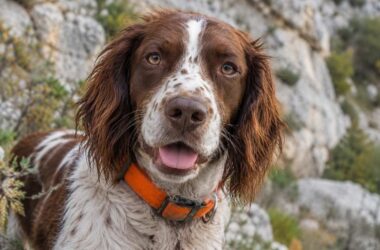 chienne sauvée en rappel dans le doubs