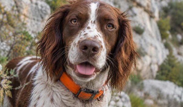 chienne sauvée en rappel dans le doubs