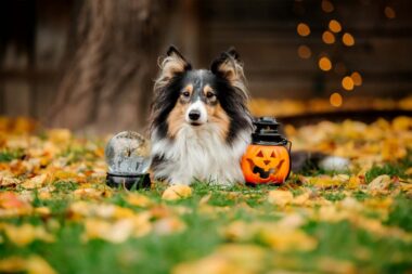 hallowwen danger pour le chien