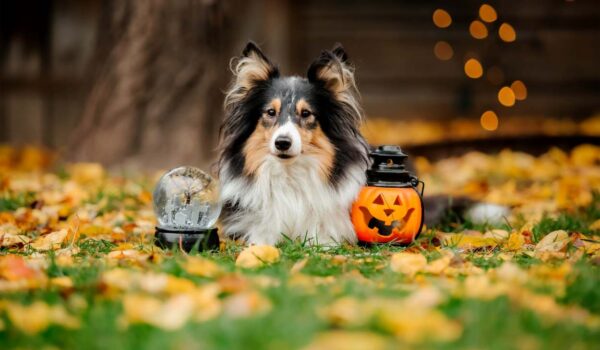 hallowwen danger pour le chien