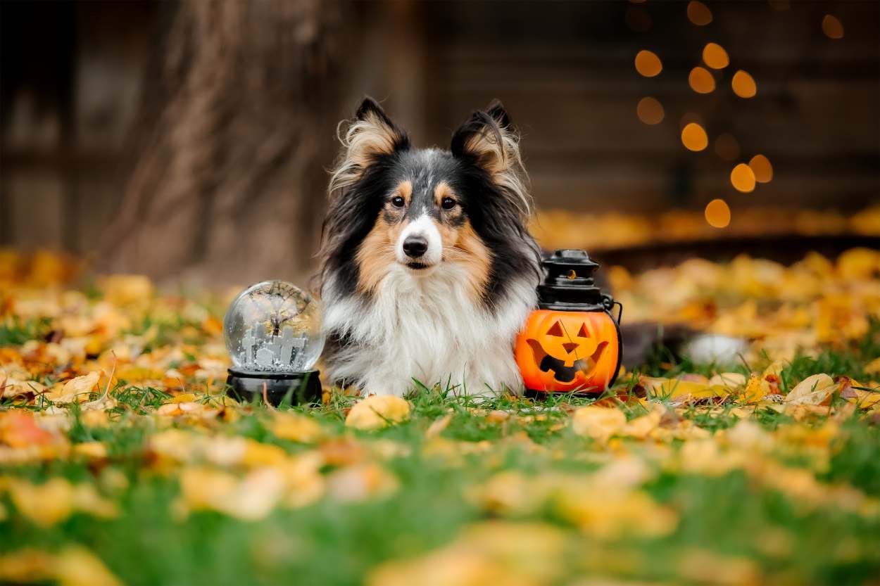 hallowwen danger pour le chien