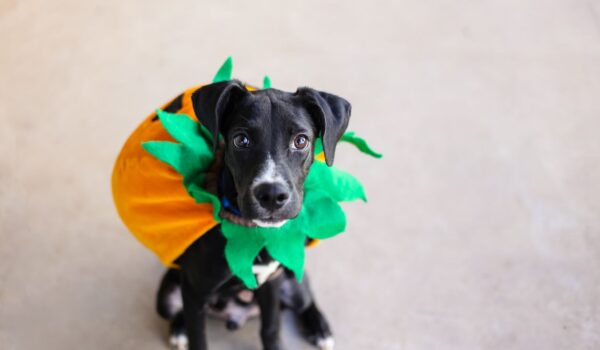 faut il déguiser son chien pour halloween