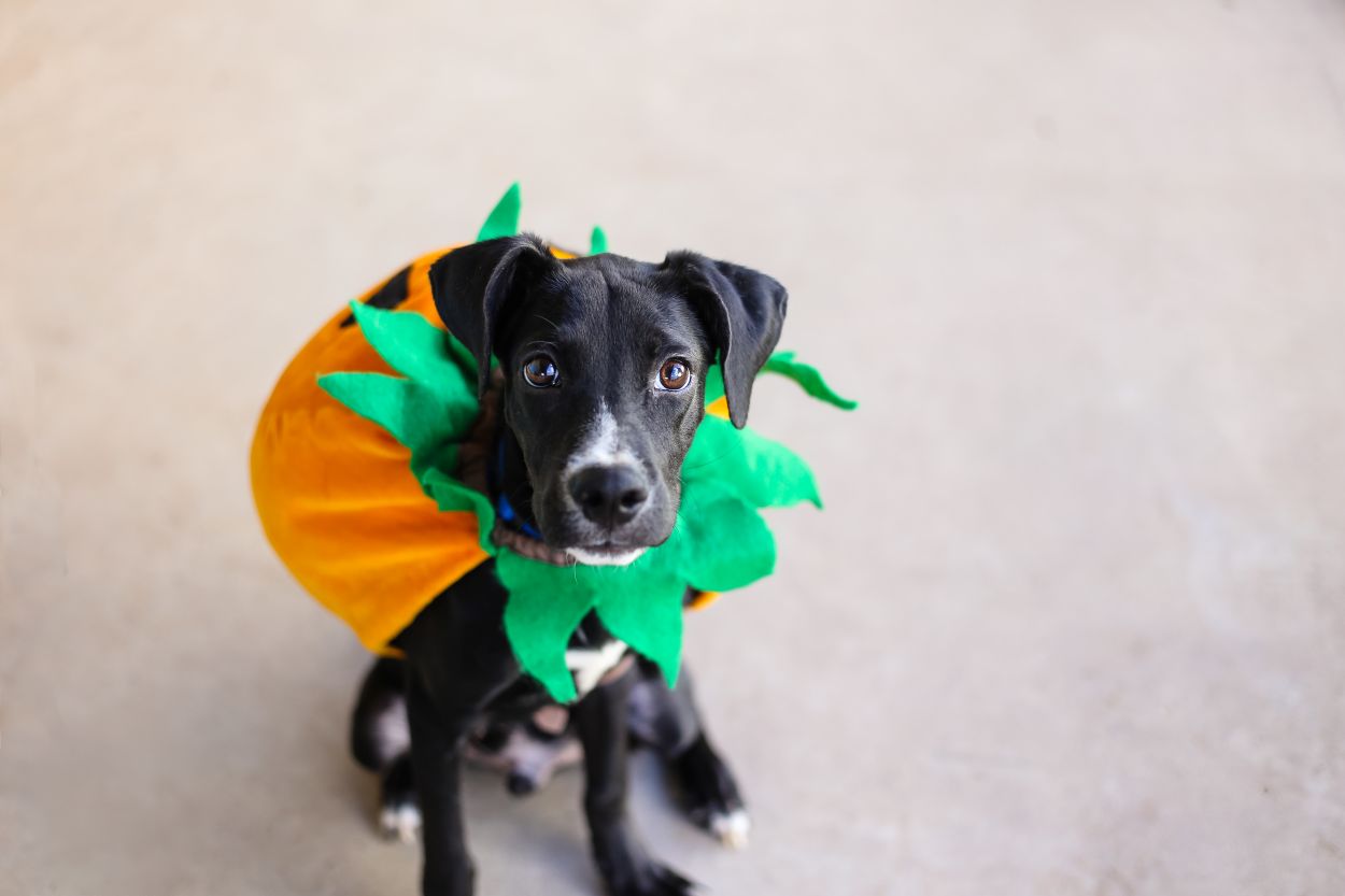 faut il déguiser son chien pour halloween