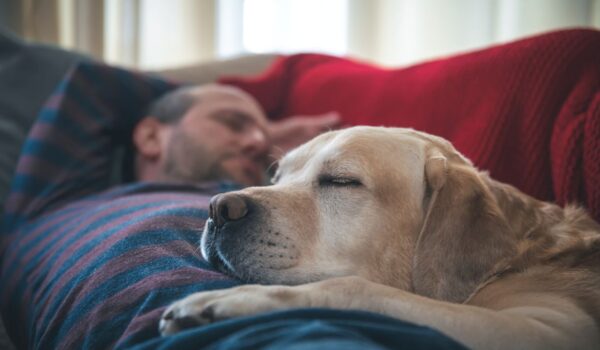 étude dormir avec son chien