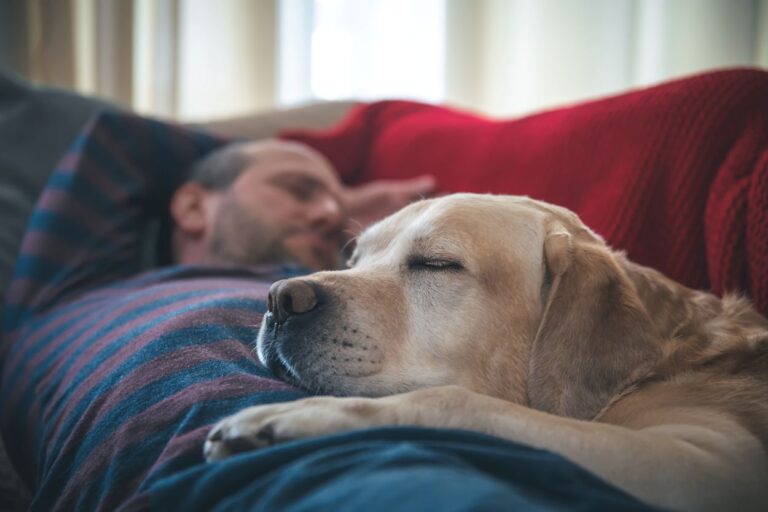 étude dormir avec son chien