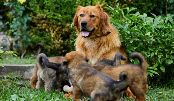 elevage chien