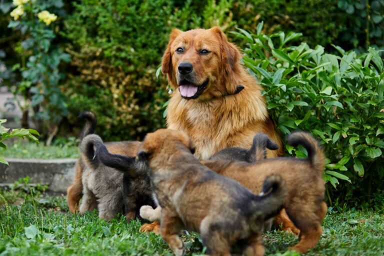 elevage chien