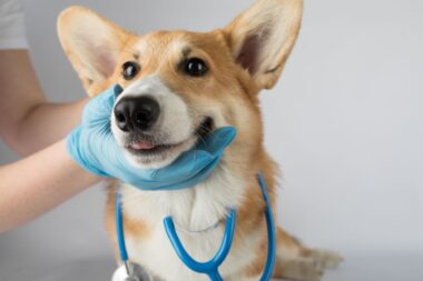 etude cancer du chien