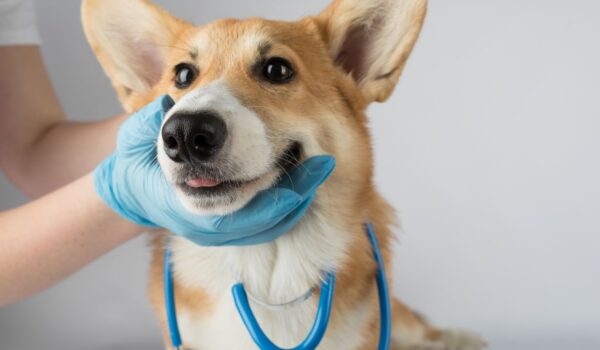 etude cancer du chien