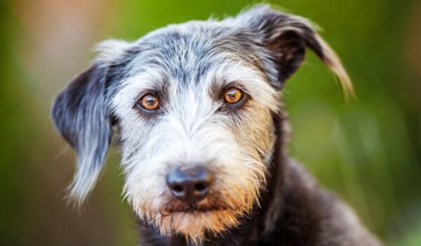 étude démence du chien