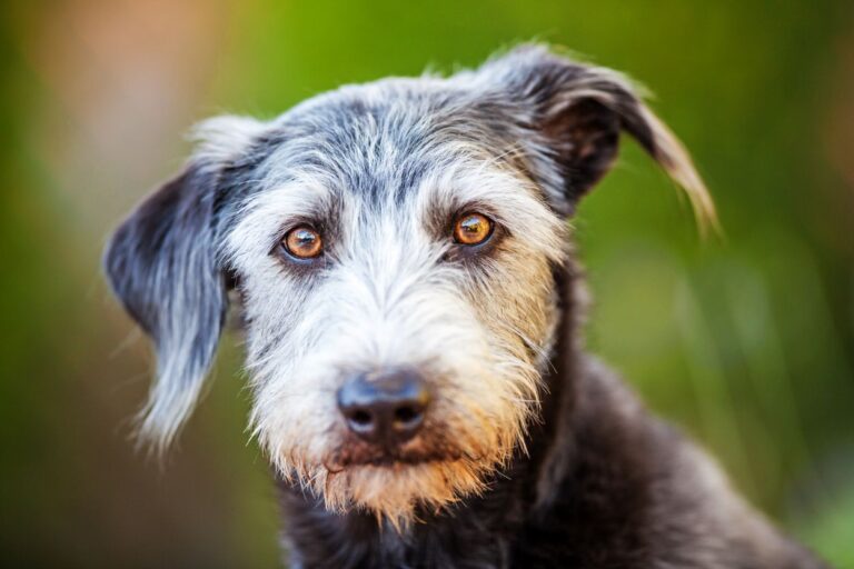 étude démence du chien