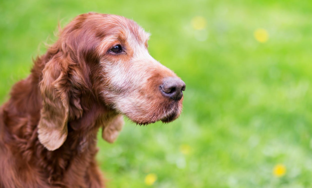 les grands chiens viellissent plus vite