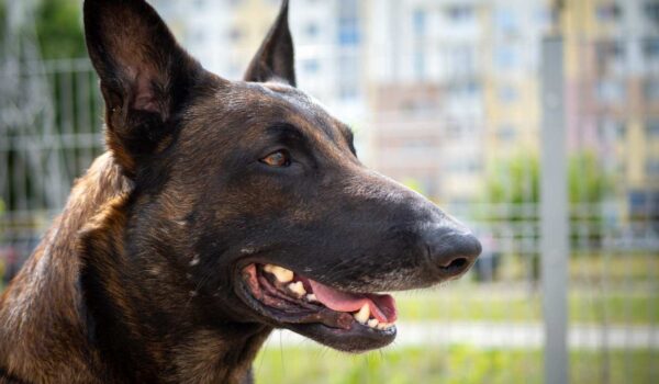 hermes malinois gendarmerie