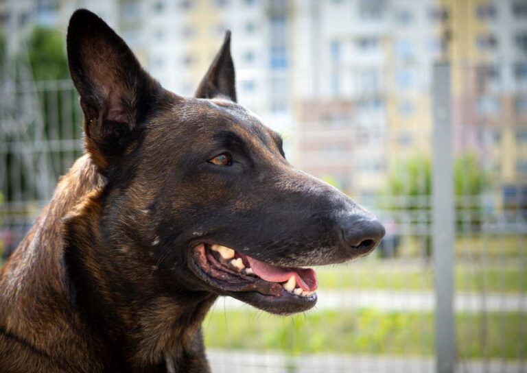hermes malinois gendarmerie